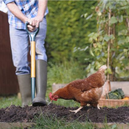 A chicken pecks at soil in front of a gardener with a shovel