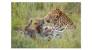 An African leopard, by Suzi Eszterhas