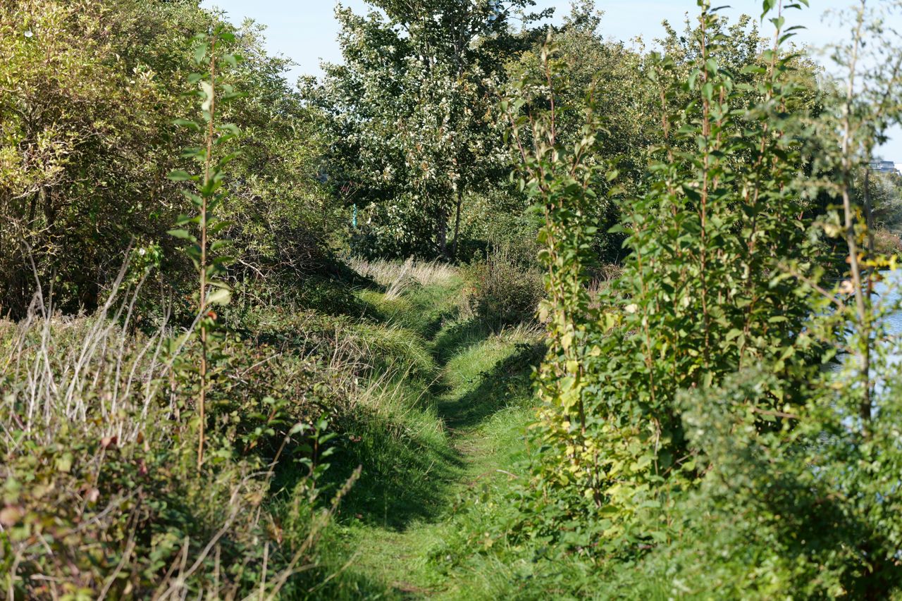 A worn path through a field surrounded by trees