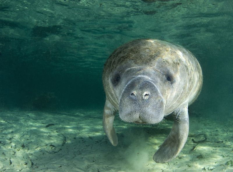 A manatee swims in the springs of Crystal River, Florida.