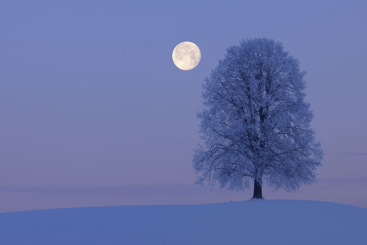 Solitude Lime Tree (Tilia spec.) on hill with full moon at dawn, snowy winter landscape. Canton Zug, Switzerland, Europe.