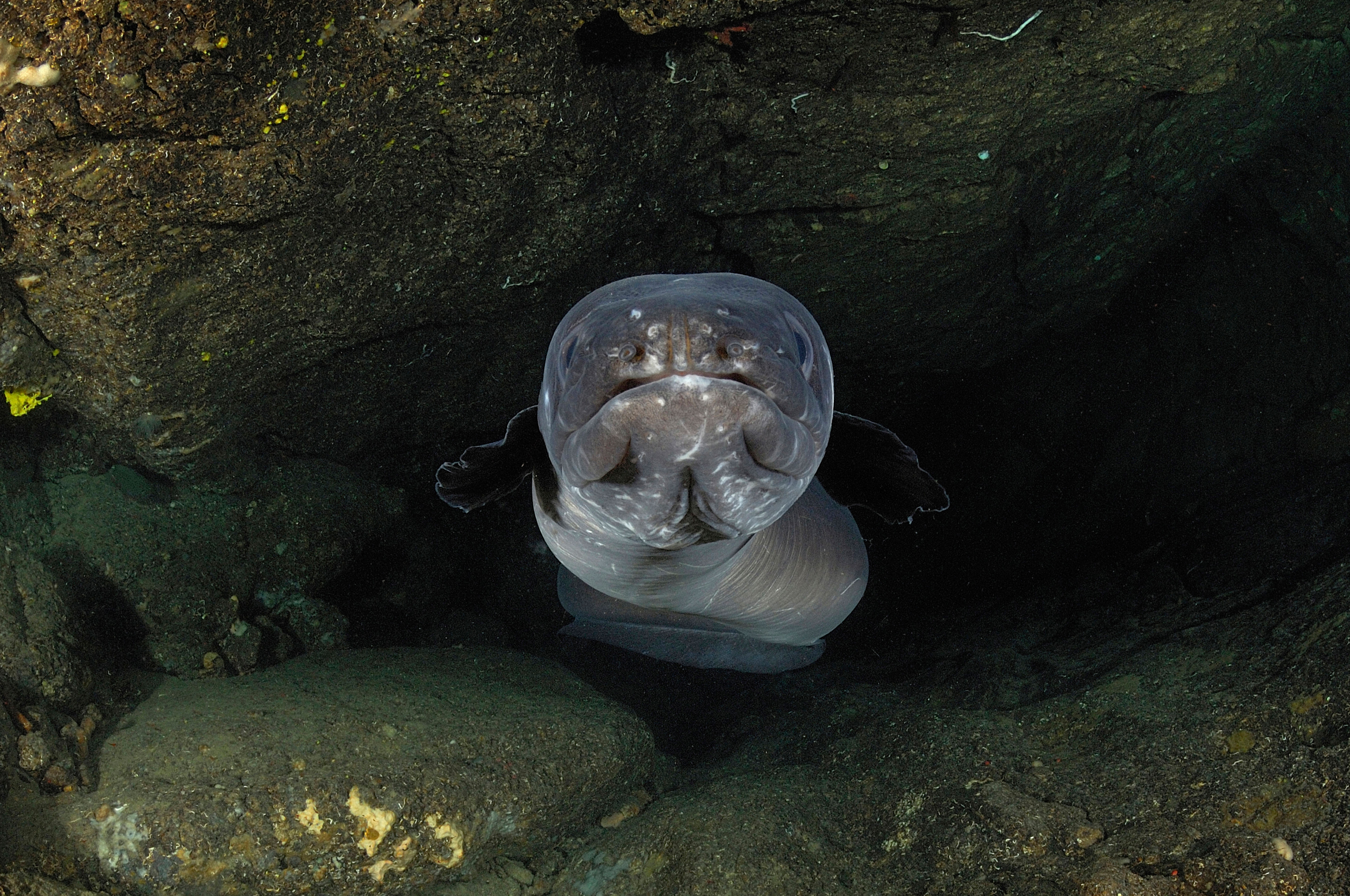 A european eel looking down the lens of a camera