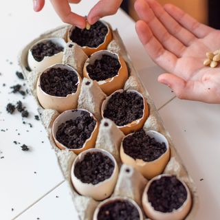 Eggshells being used as seed starting pots for seedlings