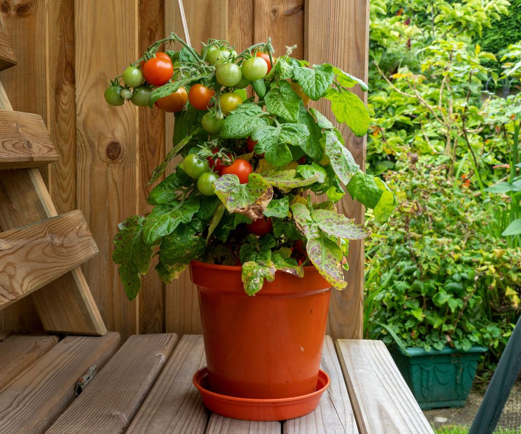How to grow tomatoes in pots tips for containergrown crops Homes