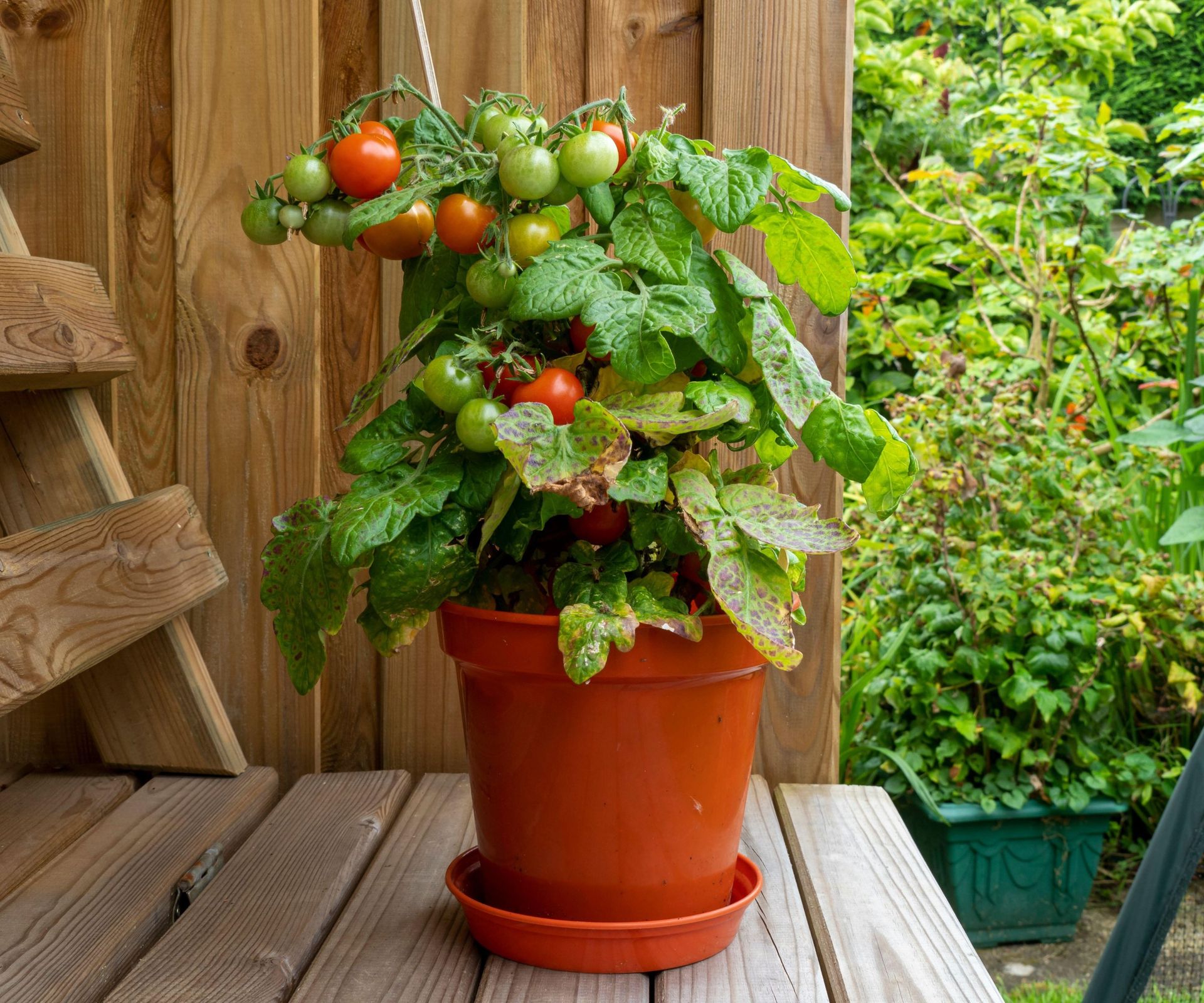 Care For Tomatoes In Pots