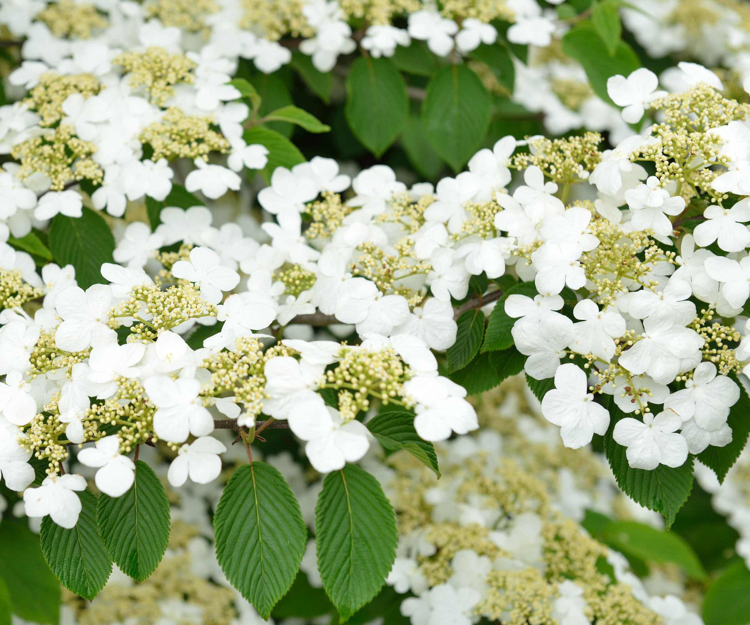 doublefile viburnum with show white lace flower clusters