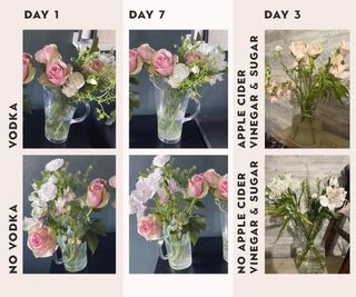 stages of fresh flowers in vases