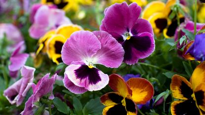 A window box with pansies