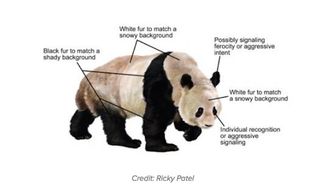 The panda's unique coloring, summed up in a diagram.