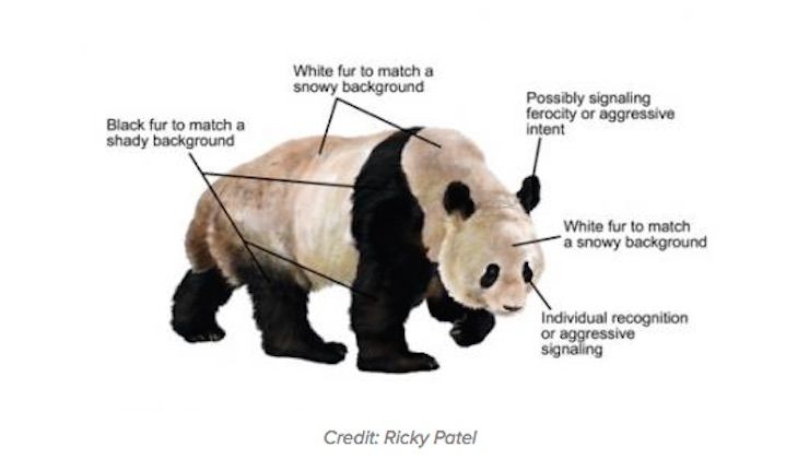 why-are-pandas-black-and-white-live-science