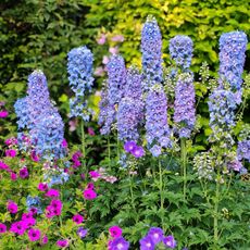 tall pale blue delphiniums growing in garden border with other flowers