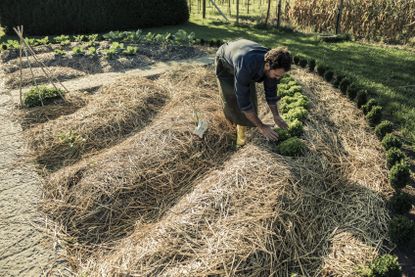 Gardener Planting Vegetables Into Mulch