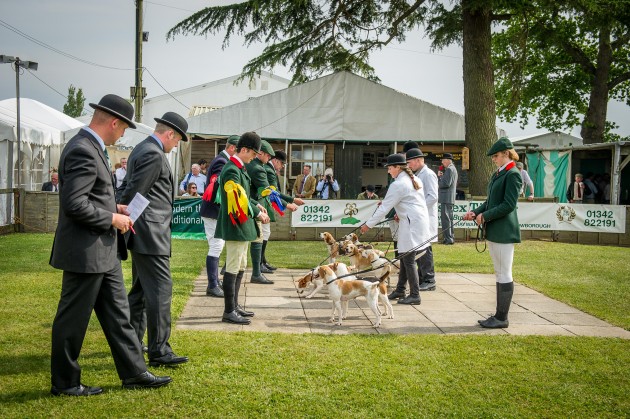 South of England Hound Show June 2015