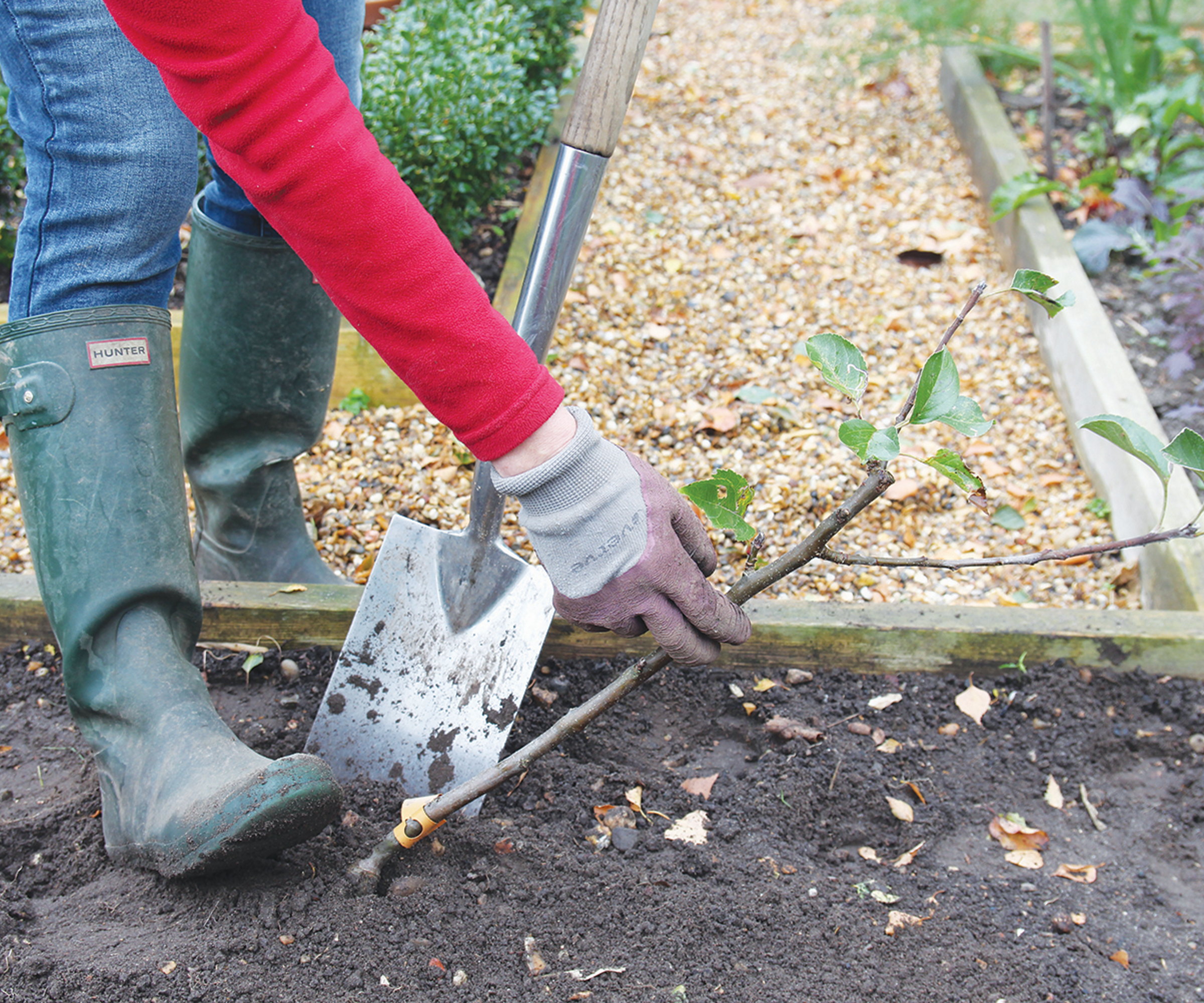 A gardener heels in a fruit tree with a metal spade into a bed with wooden edges