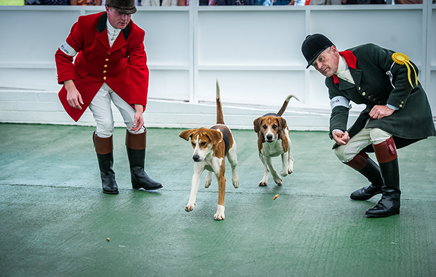 Action from the harriers ring where 4 packs were showing hounds