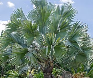 Bismarck palm tree