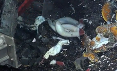 A closeup picture of a cavity beneath the seafloor with several tubeworms lying beside it. Mussels are also visible on the seabed.