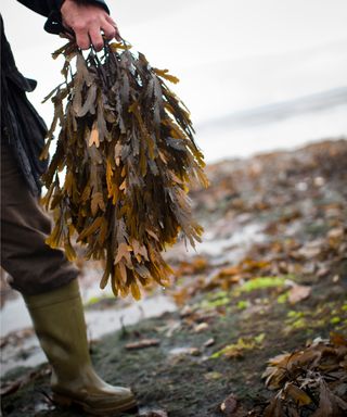 Midsection Of Person Standing On Beach Harvesting Seaweed