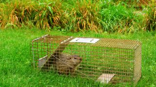 A groundhog caught in a trap