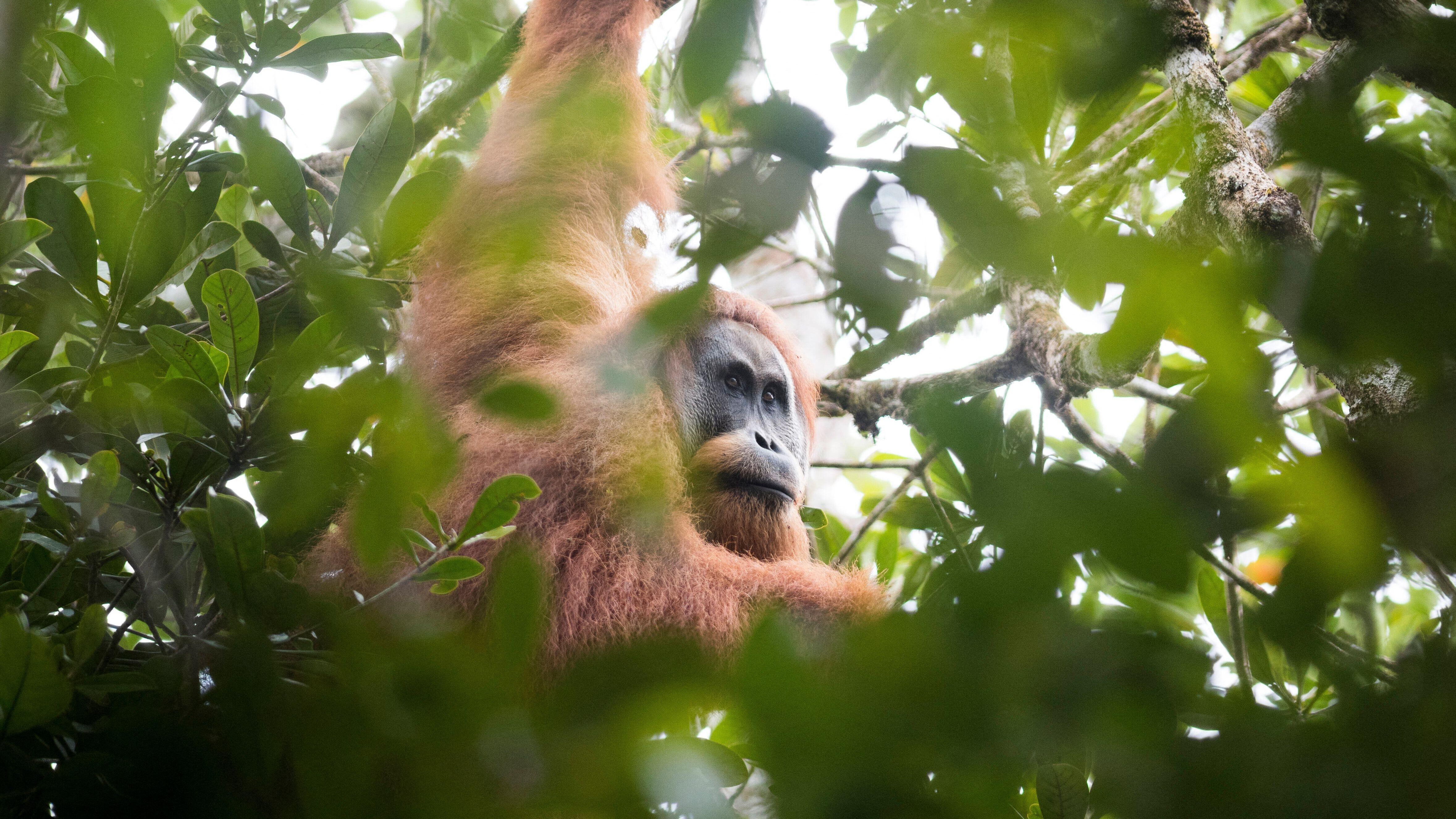 Adult Tapanuli orangutan in trees
