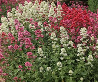 Red valerian, red, white and pink flowerhead
