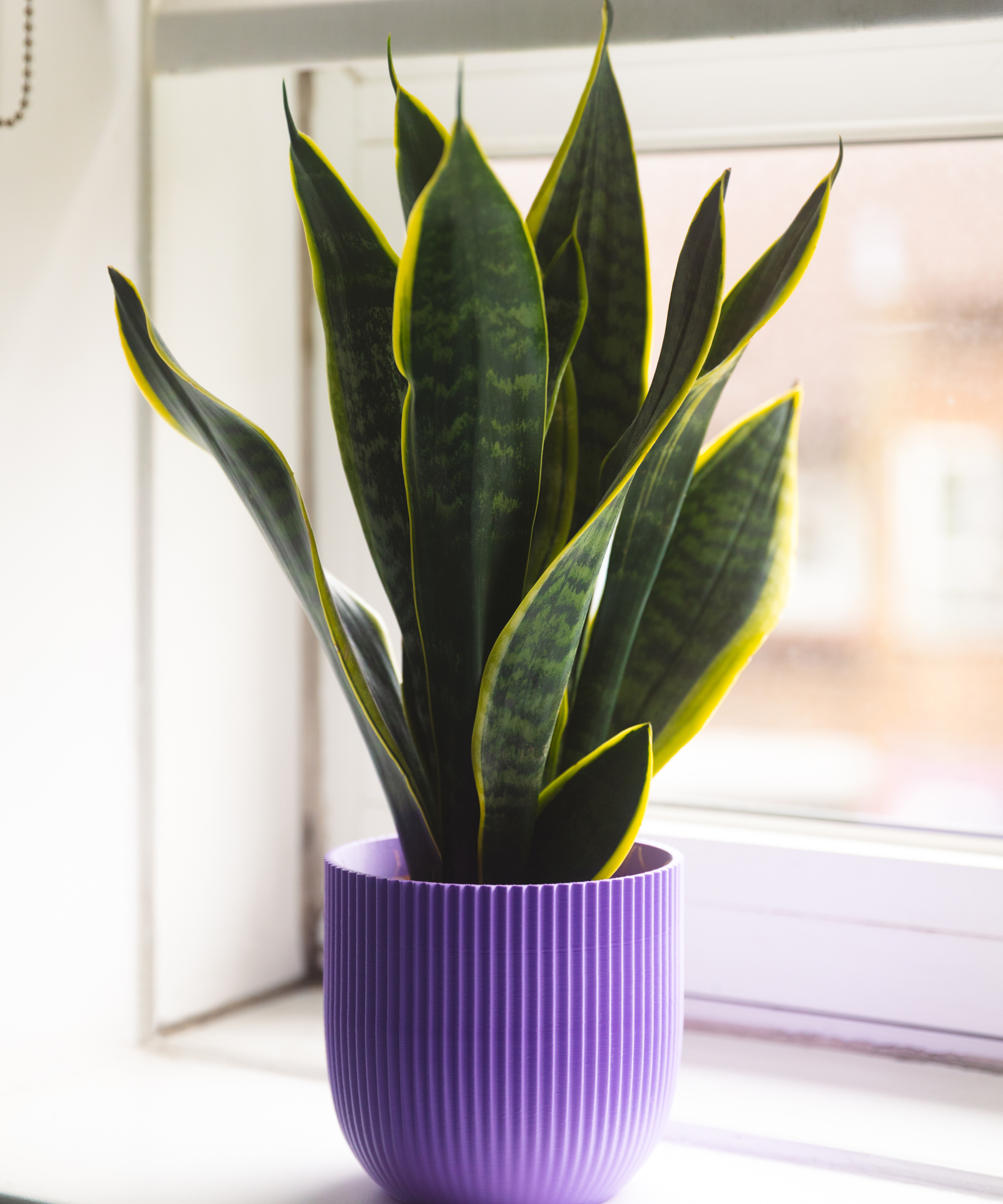 Snake plant in a purple pot on a windowsill