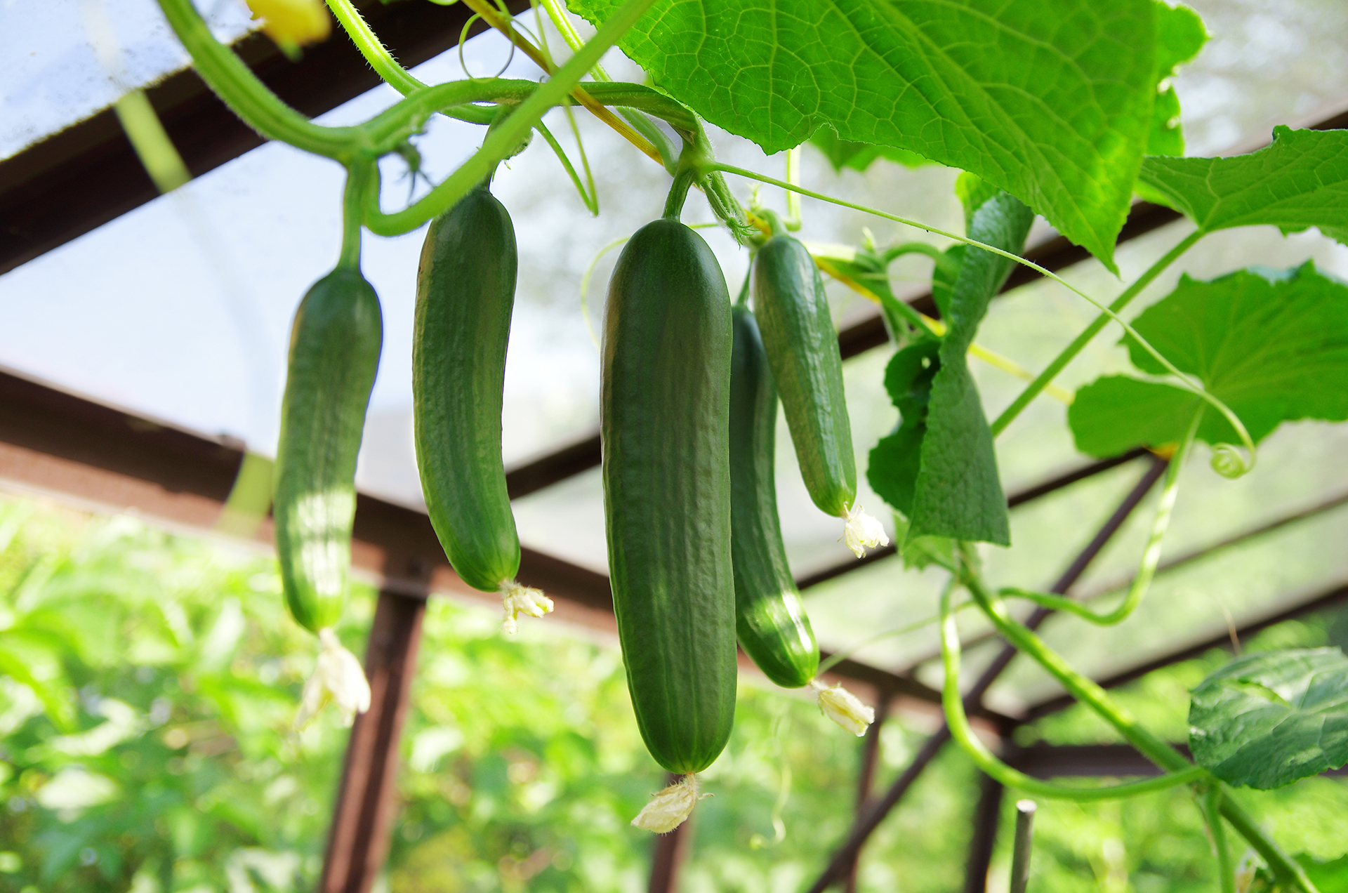 How To Grow Cucumbers Vertically Simple Methods To Try 