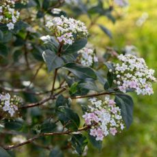 garden shrub Viburnum tinus