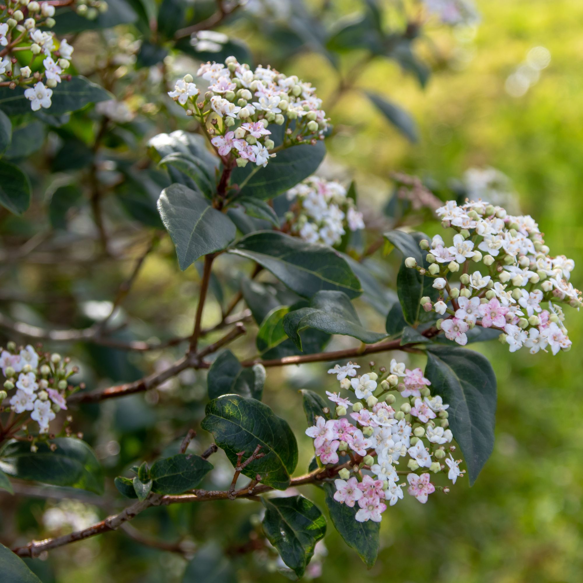 garden shrub Viburnum tinus