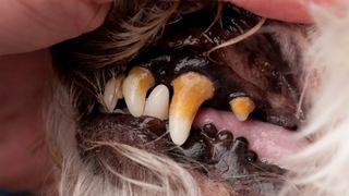 An old dog with stage 3 periodontal disease.