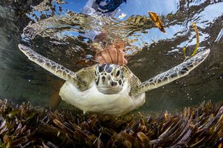 A green sea turtle is released by a researcher after being caught while trying to catch sharks. Acting quickly, the researchers untangled the turtle, took measurements, and tagged it before releasing her back where she was caught in The Seychelles