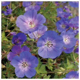 Geranium 'Rozanne' Plants from Jackson & Perkins