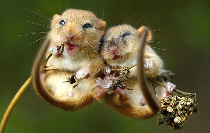 Dormice