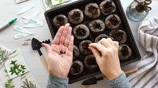 Planting herb seeds indoors