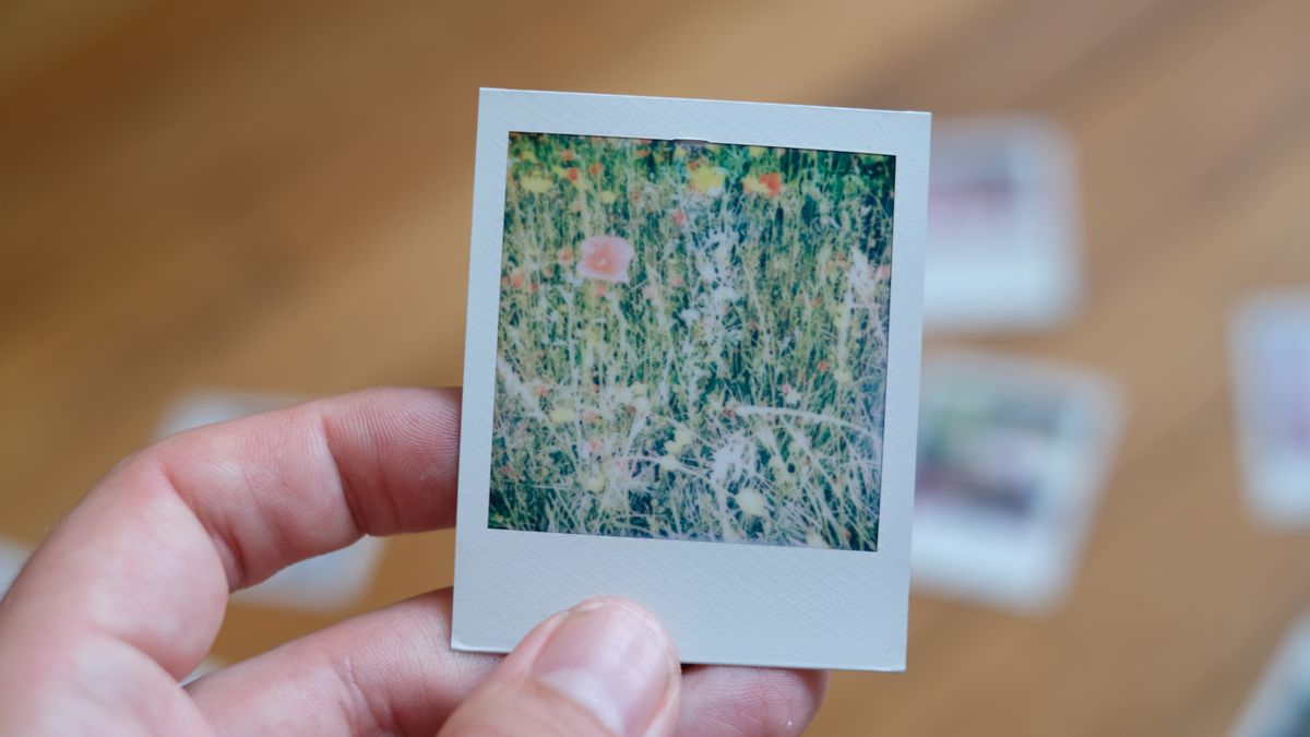 Photograph of prints made with Polaroid Go Gen 3, showing a field of flowers very brightly lit with flash