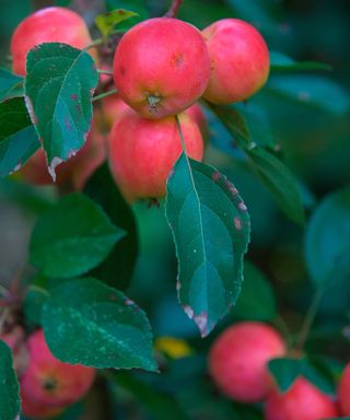 potted malus fruiting in the fall