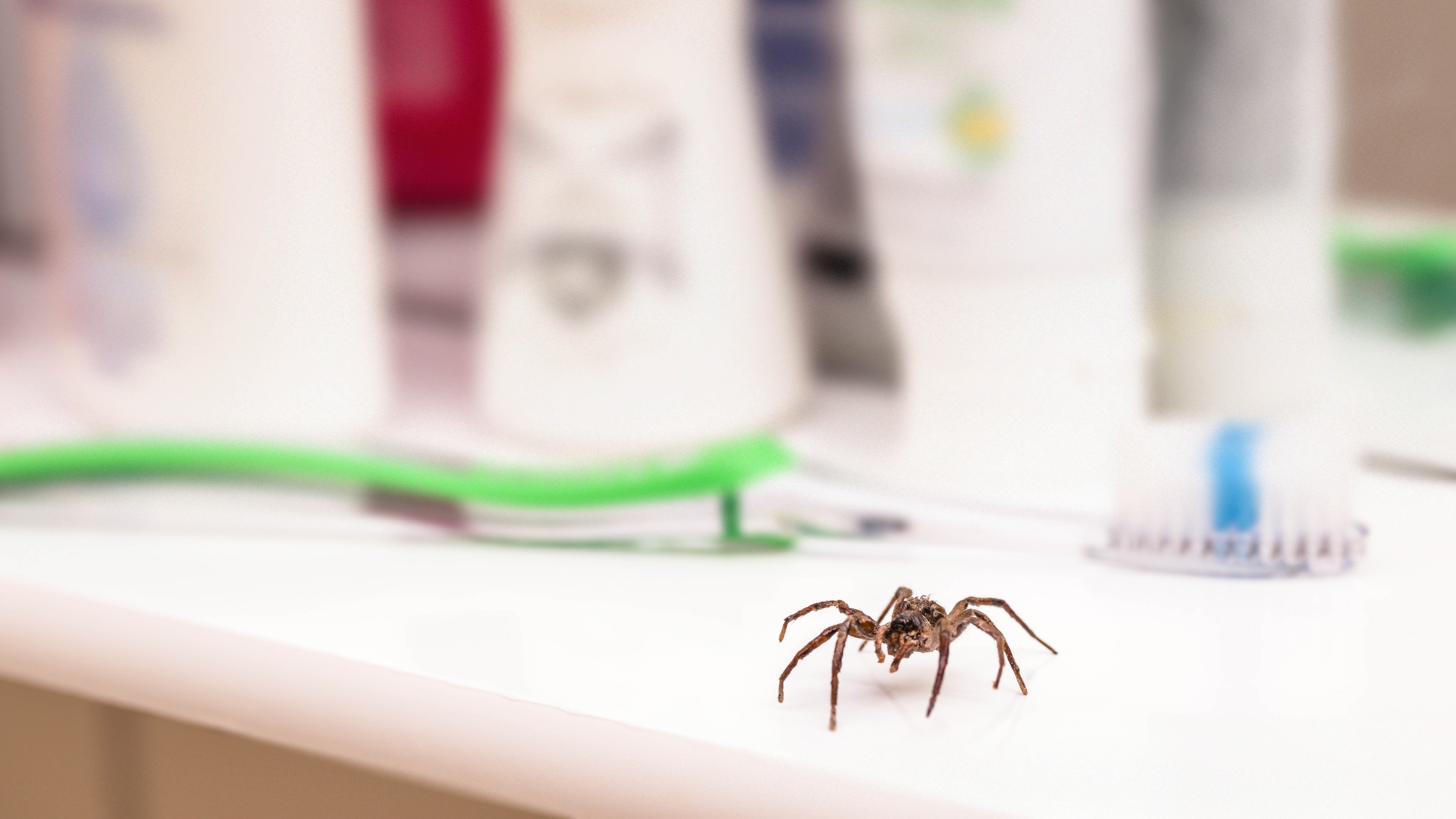 A spider on a bathroom cabinet next to a toothbrush