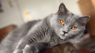 Chartreux