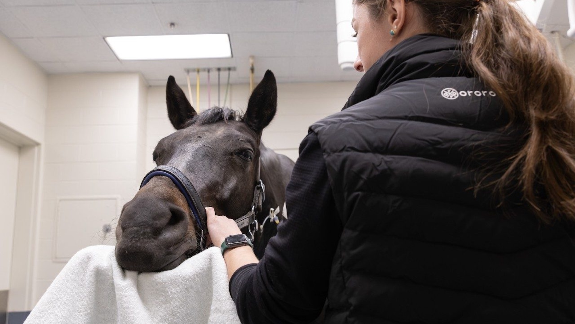 A bay horse in an operating clinic having a sarcoid removed
