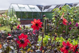 tarling greenhouse shed in flower garden