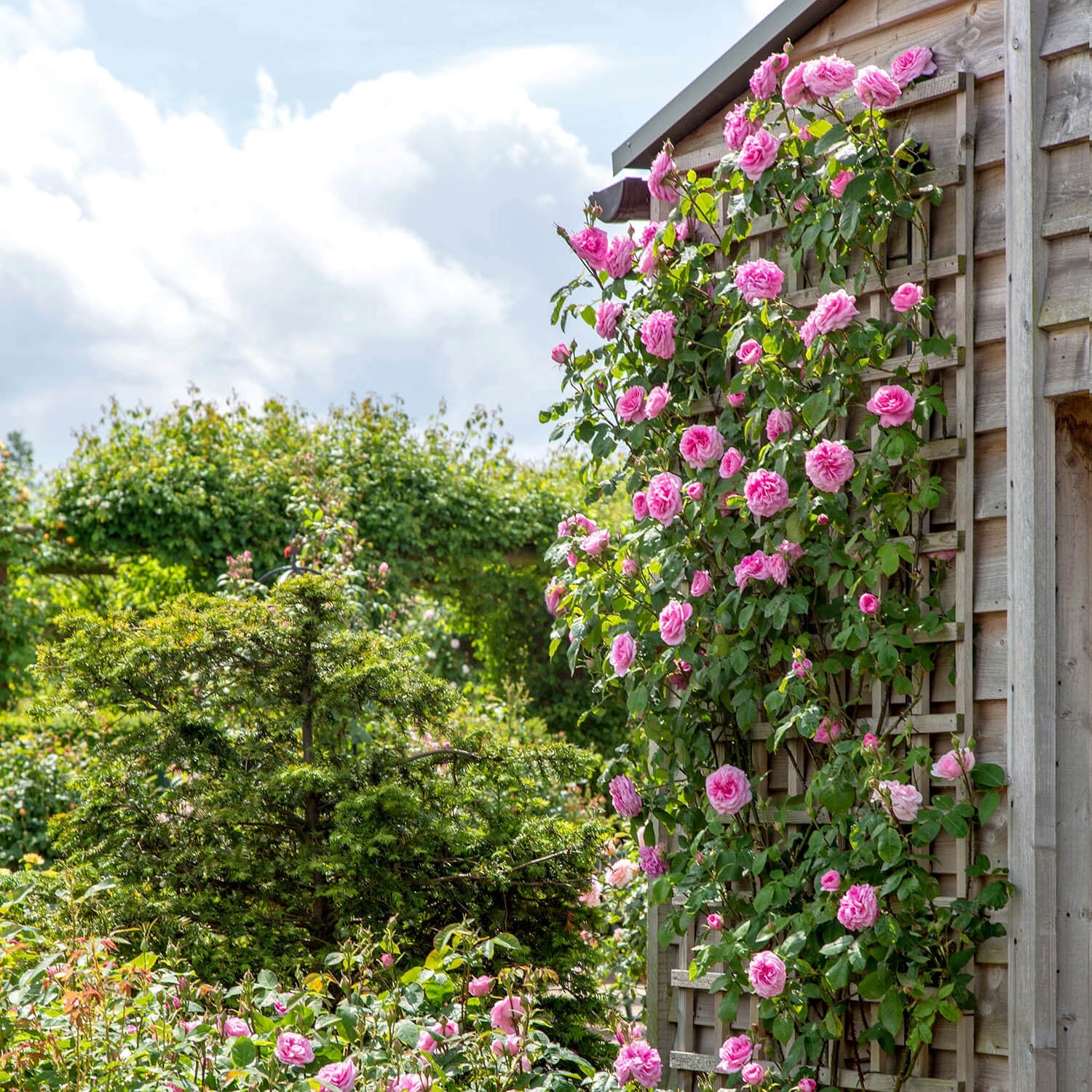 Gertrude Jekyll&amp;reg;