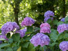 Purple hydrangeas blooming in the shade