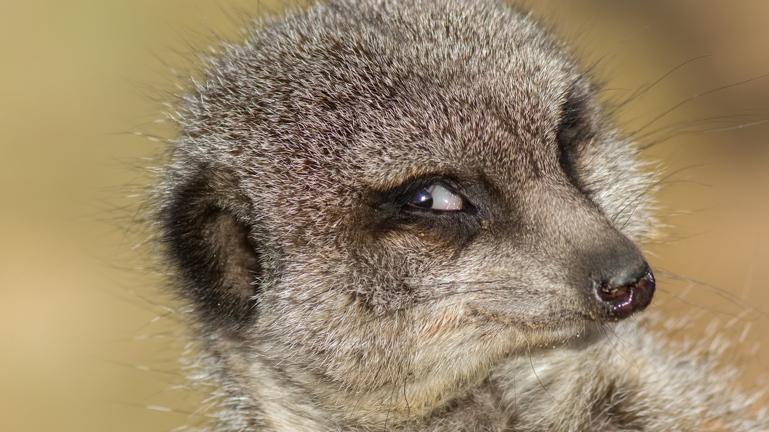 A meerkat glances out of the corner of its eye.