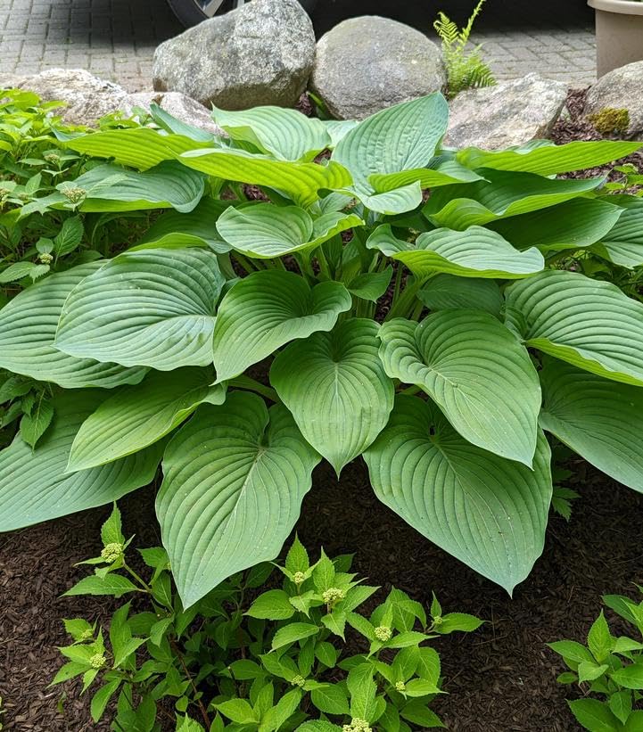 Live Plant From Green Promise Farms - Proven Winners, Hosta Shadowland 'empress Wu', Violet Flowers - #1 Gallon Size Container - This Plant Does Not Ship to Az, Ca, Hi, Id, Mt, Nv, Or, Pr, Ut &amp;amp; Wa!!