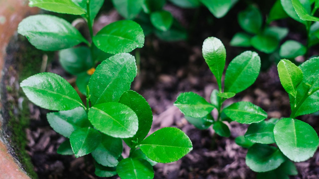 lemon seed seedlings growing in large container