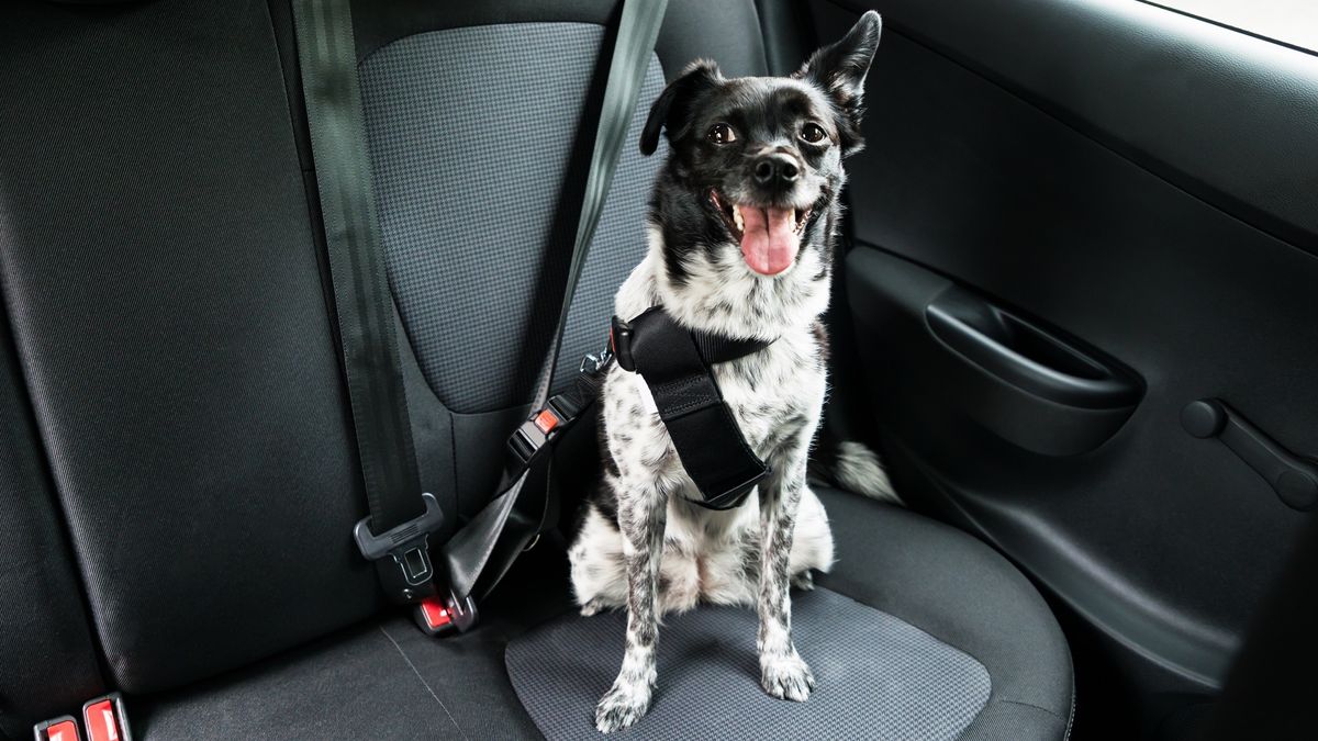 How to restrain a dog in a car PetsRadar