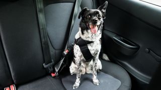 Dog in harness in back seat of car
