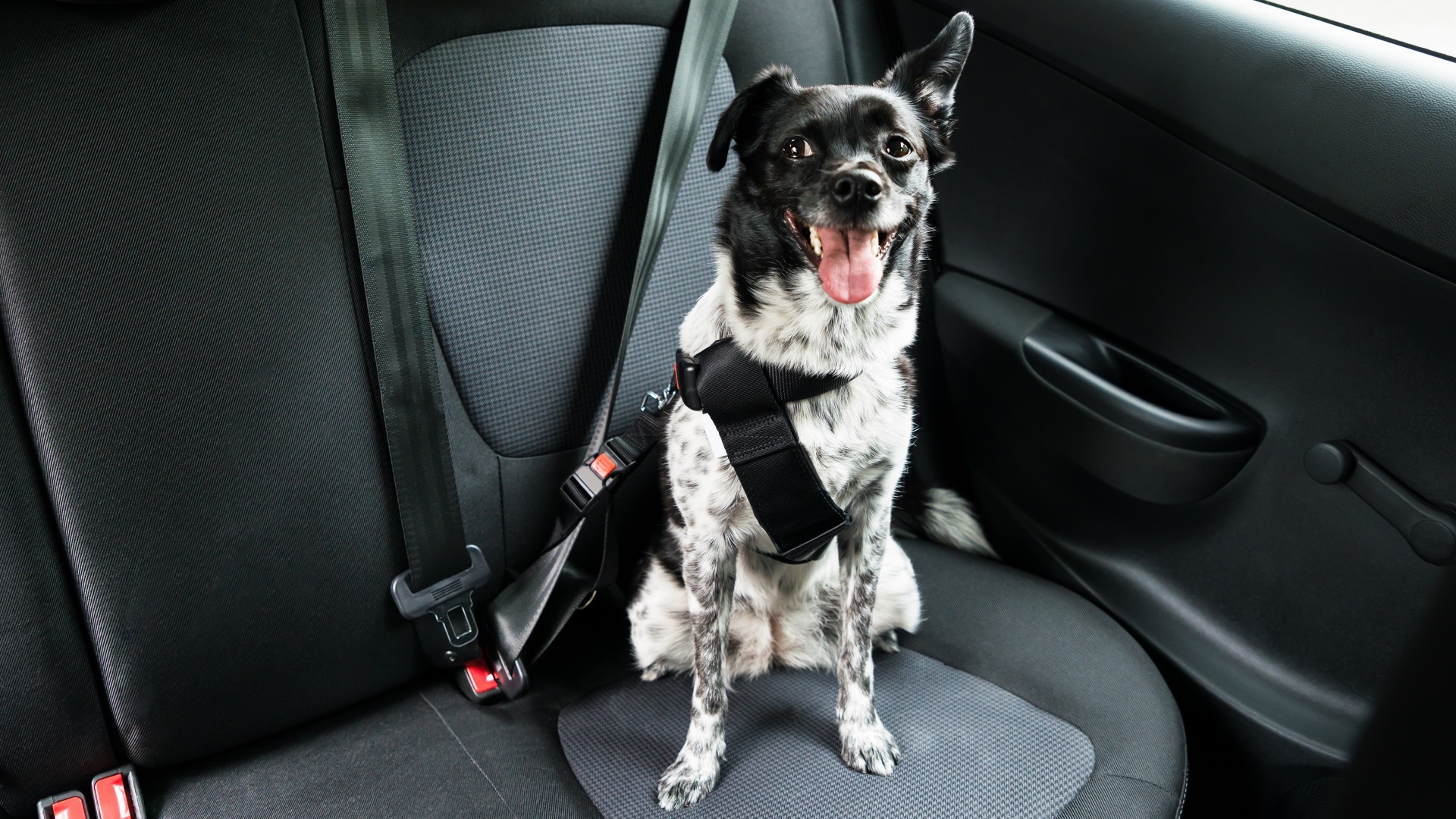 How to restrain a dog in a car PetsRadar