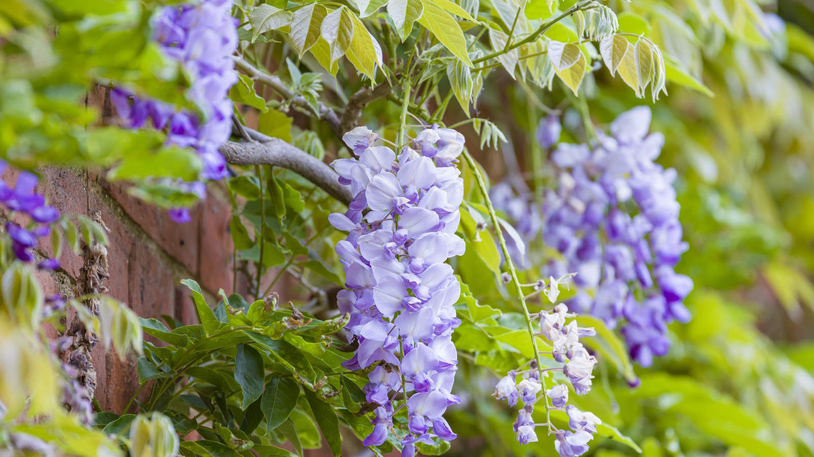 Wisteria growing on a house in flower