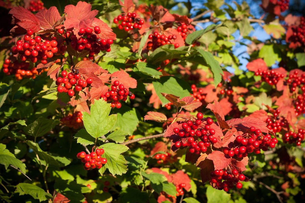 viburnum variety